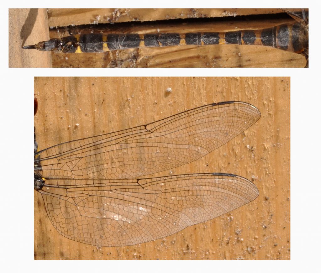 Cordulegastridae da id